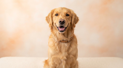 Kameraya sevgiyle bakan neşeli bir Golden Retriever