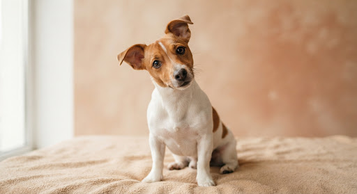 Köpeğinin Davranışlarını Anlıyor musun?